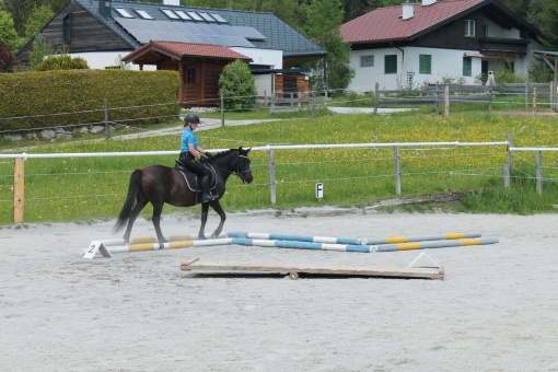 Pferde Sport und Spiel